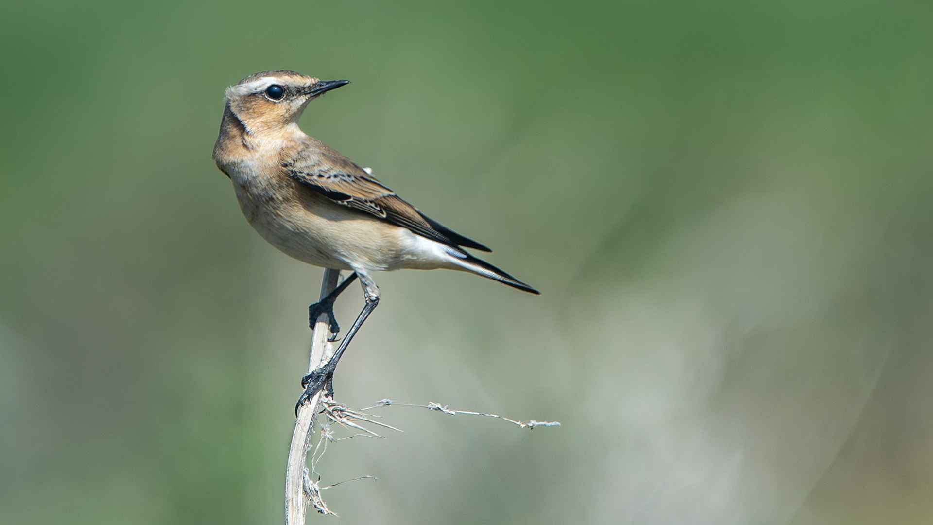 Northern Wheatear
